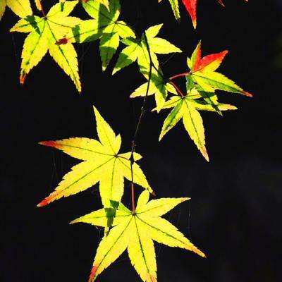 博雅.体育app手机版下载